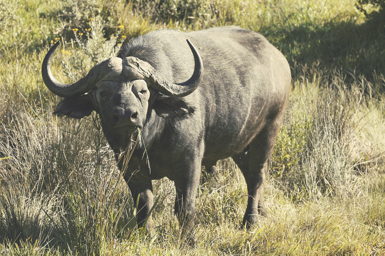 Foto von Ein gewaltiger Büffel der Big Five im Lalibela Game Reserve